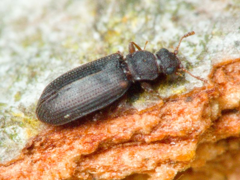 Enicmus brevicornis (Mannerheim, 1844)